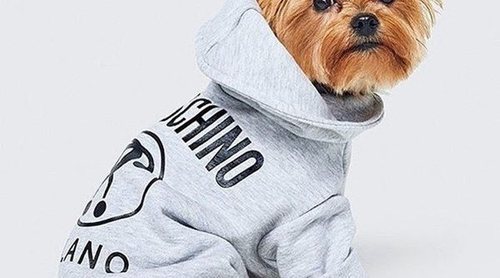 Moschino diseñará para H&M la primera colección de ropa canina